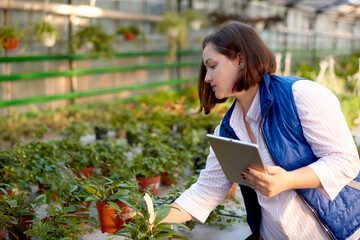 businesswoman farmer holding tablet check order purchasing, looking at plant in organic greenhouse...