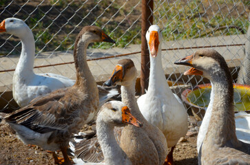 Domestic geese in a pen on the farm