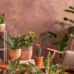 Stylish composition of creative spacious living room interior with plants, rattan armchair, coffee table and stylish accessories. Botanical space of a cozy room. Brown walls . Template.