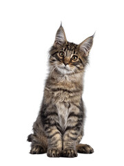 Cute brown tabby Maine Coon cat kitten, sitting up facing front. Looking towards camera with cute...
