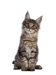 Foto op Plexiglas Cute brown tabby Maine Coon cat kitten, sitting up facing front. Looking towards camera with cute head tilt. Isolated cutout on transparent background. © Nynke