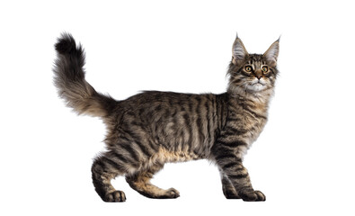 Obraz premium Cute brown tabby Maine Coon cat kitten, standing side wayst. Looking away from camera. Isolated cutout on transparent background.