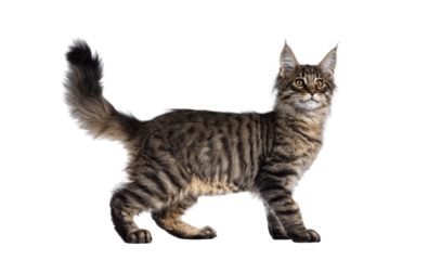 Cute brown tabby Maine Coon cat kitten, standing side wayst. Looking away from camera. Isolated cutout on transparent background.