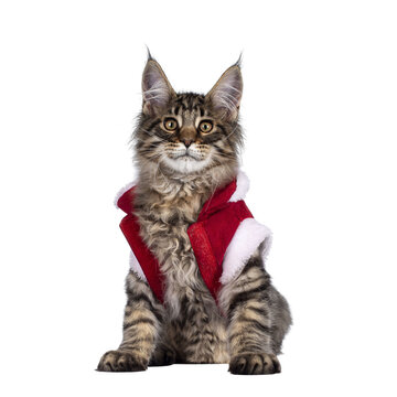 Cute brown tabby Maine Coon cat kitten, sitting up facing front wearing red santa jacket. Looking towards camera. Isolated cutout on transparent background.