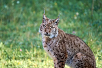 Fotobehang Beautiful close portrait of a Boreal lynx looking at camera with a grass background in Cabarceno, Cantabria, Spain, Europe © Vicente