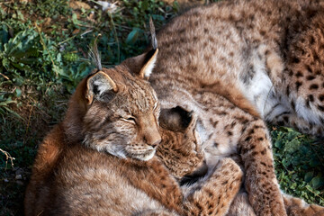Beautiful close portrait of a pair of Boreal lynx lying on the ground while they sleep and one of them raises its head, in Cabarceno, Cantabria, Spain, Europe