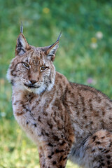 Beautiful vertical close up portrait of a Boreal Lynx looking straight ahead with a grassy background in Cabarceno, Cantabria, Spain, Europe