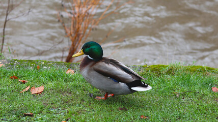 Duck with river and branch in the backround