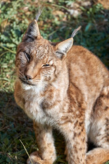 Beautiful vertical portrait of a Boreal lynx sitting looking at camera on the grass in Cabarceno, Cantabria, Spain, Europe