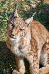  Beautiful vertical portrait of a Boreal lynx sitting looking at camera on the grass in Cabarceno, Cantabria, Spain, Europe © Vicente