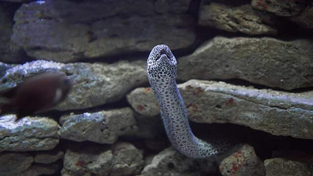 Laced moray eel (Gymnothorax favagineus) swims out from rock
