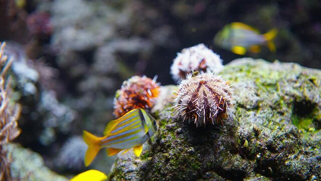 Panamic porkfish (Anisotremus taeniatus),colorful yellow fish by the coral reef - close-up