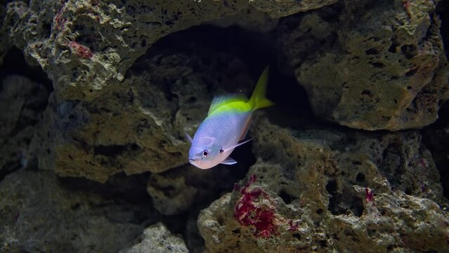 Caesio teres - yellow and blueback fusilier swims by the reef