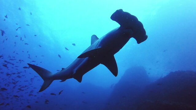 Hammerhead swims over the camera with lots of small fish around