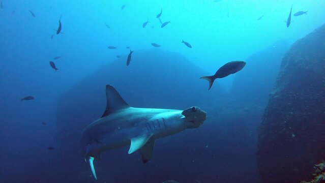 a calm and lonely hammerhead shark swimming over camera close to a reef