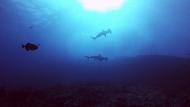 the silhouette of a big hammerhead shark in cocos island, costa rica
