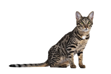 Cute young Savannah F7 cat, sitting side ways Looking at camera with green / yellow eyes. Isolated cutout on a transparent background.