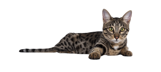 Cute young Savannah F7 cat, Laying side ways. Looking at camera with green / yellow eyes. Isolated cutout on a transparent background.