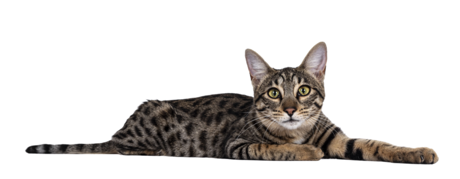 Cute young Savannah F7 cat, Laying side ways. Looking at camera with green / yellow eyes. Isolated cutout on a transparent background.