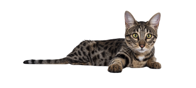 Cute young Savannah F7 cat, Laying side ways. Looking at camera with green / yellow eyes. Isolated cutout on a transparent background.