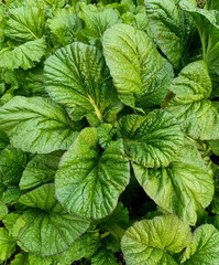 Mustard leaves in a garden