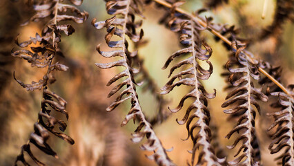 Bruyères et fougères sauvages, dans la forêt des Landes de Gascogne, photographiées pendant le crépuscule