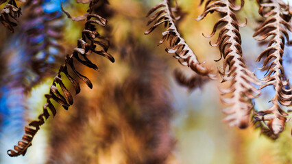 Bruyères et fougères sauvages, dans la forêt des Landes de Gascogne, photographiées pendant le crépuscule