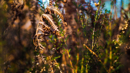 Bruy&egrave;res et foug&egrave;res sauvages, dans la for&ecirc;t des Landes de Gascogne, photographi&eacute;es pendant le cr&eacute;puscule