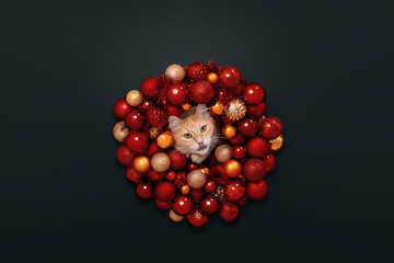A red Christmas wreath and a red, orange cat. New Year's background. Funny cat that eats and catches shrimp. 