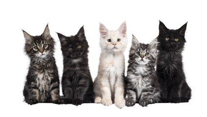 Row of five Maine Coon cat kittens, sitting beside each other on a row. Al looking towards camera....