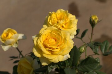 yellow rose flower