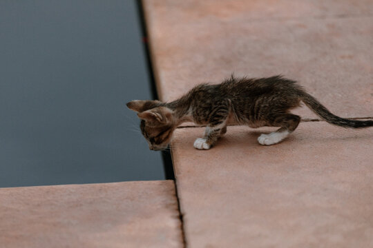 Petit chat au bord de l'eau
