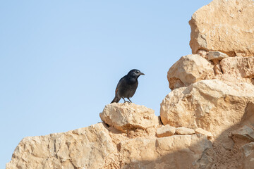The male  Tristram long-tailed starling sits on a stone on the ruins of the Masada fortress in the Judean desert in Israel and is looking for prey