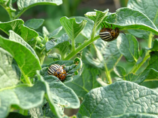 Destruction of the potato crop by the Colorado potato beetle in natural conditions