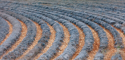 Plateau de Valensole en hiver , Champ de lavandes taillées 