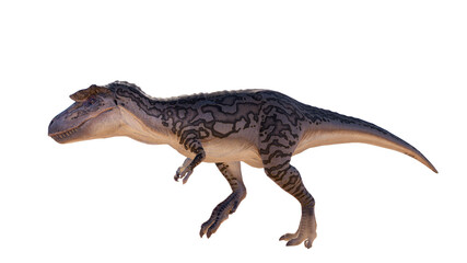 Albertosaurus PNG. Dinosaur Albertosaurus on a blank PNG high resolution background.