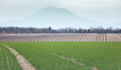 Fototapeta premium plateau de Valensole, Champ de lavande et jeune pousse de céréale