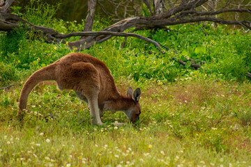 Obraz premium Small Kangaroo Grazing in Western Australian National Park