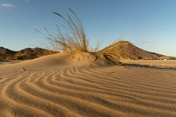 Dunes in Los Genoveses beach at sunset in the Gata Cape Natural Park coast. Almería, Andalucía,...
