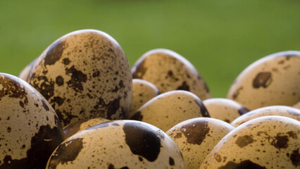 Close-up shot of quail eggs