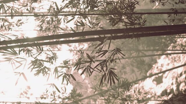 vertical Lanscape of bamboo tree in tropical rainforest