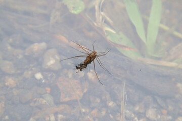 Small Invertebrate in the forest