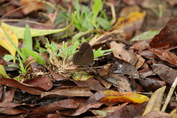 Small Invertebrate in the forest