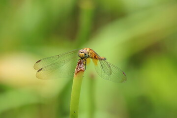 Female Crimson Dropwing on a stem