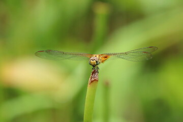 Female Crimson Dropwing on a stem