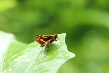 Butterflies on a leaf staring into space