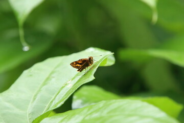 Butterflies on a leaf staring into space