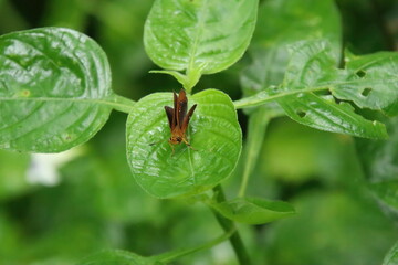 Butterflies on a leaf staring into space