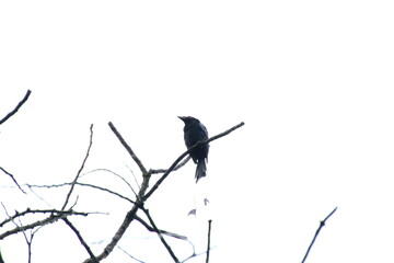 Greater Racket Tailed Drongo up on the tree