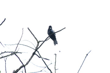 Greater Racket Tailed Drongo up on the tree